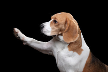 Cute beagle dog gives paw