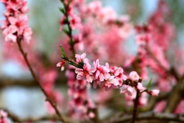 Blooming peach blossom, very beautiful