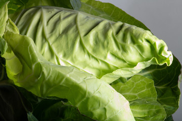 Fototapeta na wymiar zarter Spitzkohl in bio Qualität aus regionaler Herkunft, gelblich grüne Blätter