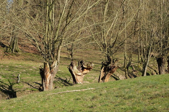 Uralte B&auml;ume und Platanen am Bachlauf des Gr&uuml;tebach im Fr&uuml;hling am Barkhauser Weg in Oerlinghausen bei Bielefeld am Hermannsweg im Teutoburger Wald in Ostwestfalen-Lippe