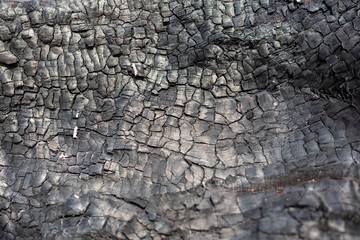 Coal texture close up. Macro burned wood surface. Black textured charcoal background.
