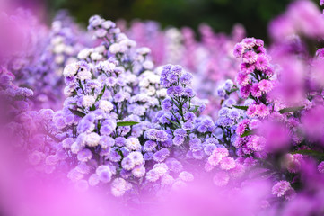 Violet and pink margaret flowers blooming in garden, natural light, selective focused