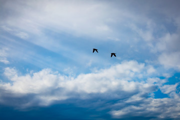 Birds in the sky