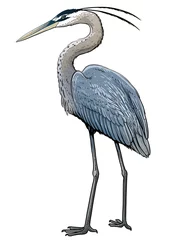 Foto op Plexiglas Grey heron illustration, drawing, colorful doodle vector © jenesesimre