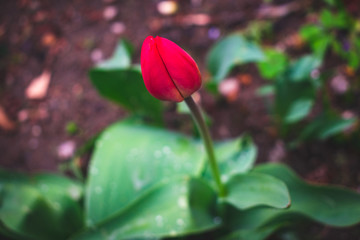 Red flower in the garden