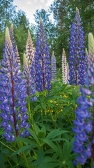 Obraz premium Lupinus, lupin, lupine field with pink purple and blue flowers. Bunch of lupines summer flower background