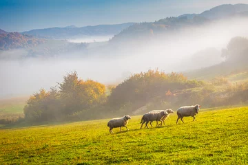 Fototapeten A herd of grazing sheep on a meadow in the foreground of a foggy landscape in the autumn morning, Slovakia, Europe. © Viliam