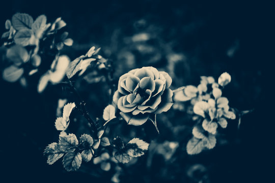 Blue Flower On A Black Background