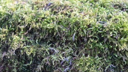 tree moss on wooden snag in forest