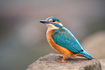 Common Kingfisher - Alcedo atthis, beautiful small blue bird from rivers and lakes, sitting on the rock near the water, Switzerland.