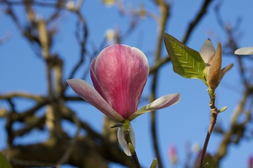 Beautiful pink magnolia flower against blue sky in spring