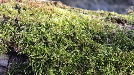 tree moss on wooden snag in forest