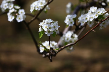 Blooming pear flower, very beautiful