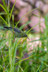 The closeup image of the female Sunbird 