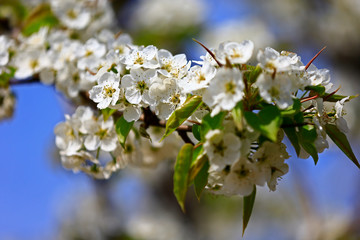 Blooming pear flower, very beautiful