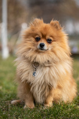 
Young red-haired Pomeranian on a green lawn