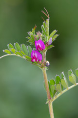 Macrophotographie de fleur sauvage - Vesce commune - Vicia sativa