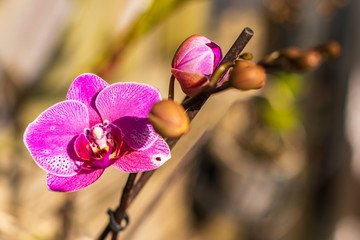 Gros plan d'une fleur d'orchidée violette avec sa tige et des boutons de fleur dont l'un est en train d'éclore