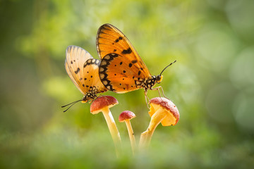Obraz premium butterfly on a Mushrooms