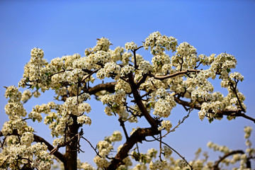 Blooming pear flower, very beautiful