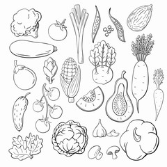 Set of hand-drawn vegetables. Sketch vegetables vector set. - 336397225