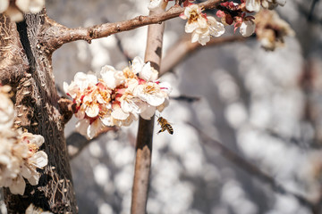 Biene fliegt zu einer Blüte