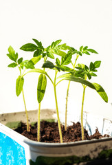 Seedlings of tomatoes on a white background, green sprigs of sprouts.