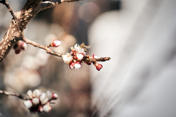 Biene sammelt Polen auf einer Blüte