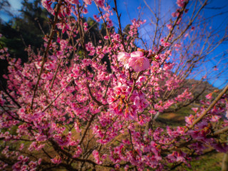 Dew Drops on The Sakura Flowers Blooming in The National Park
