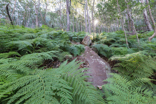 Bracken Fern