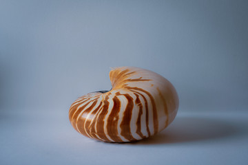 Nautilus Shell on side