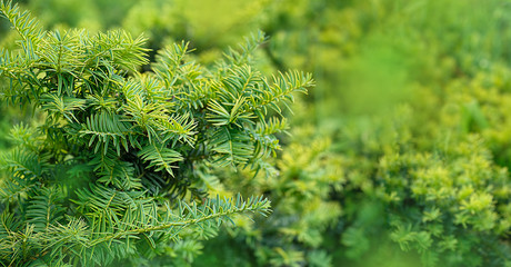 juniper tree texture nature background. Evergreen coniferous juniper branch close up. 