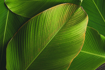 banana like leaf texture. calathea luthea cigar calathea. dark green leaves palm background. 