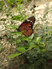 This is my first picture on Adobe stock.#nature  #butterfly. #100% real no editing.