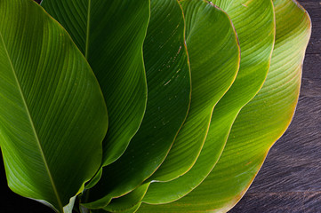 Obraz premium banana like leaf texture. calathea luthea cigar calathea. dark green leaves palm background. 