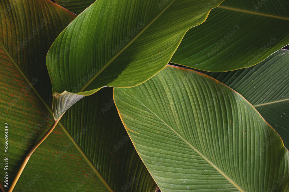 Wall mural banana like leaf texture. calathea luthea cigar calathea. dark green leaves palm background.