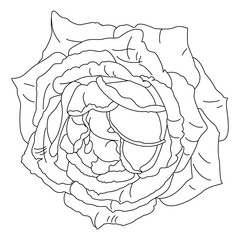 vector rose flower clip art coloring book page