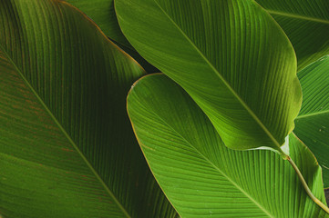 banana like leaf texture. calathea luthea cigar calathea. dark green leaves palm background. 