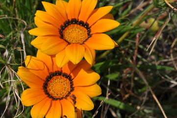 yellow flower in the garden