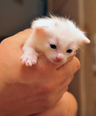 albino kittens are completely white.