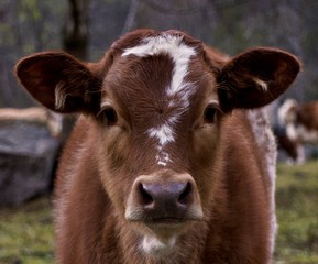 Closeup of a brown calf in a farm under the sunlight with a blurry background © Walter Stolfi/Wirestock