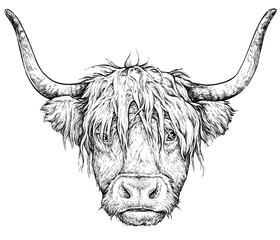 Realistic sketch of Scottish highland Cow, black and white drawing, isolated on white - obrazy, fototapety, plakaty