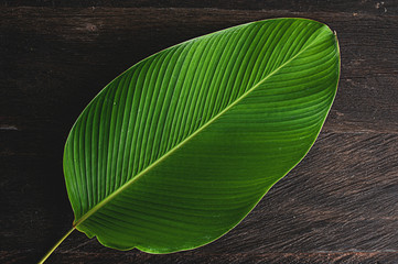 banana like leaf texture. calathea luthea cigar calathea. dark wood table background with blank space 