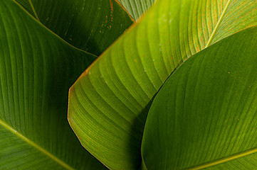 banana like leaf texture. calathea luthea cigar calathea. dark green leaves palm background. 