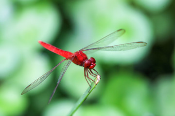 red dragonfly on a green leaf
