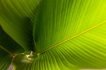 banana like leaf texture. calathea luthea cigar calathea. dark green leaves palm background. 