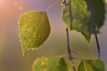 Tender leaves of birch with a small aphid on the surface in the rays of the setting sun