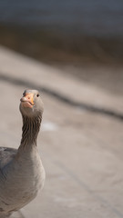 goose at the river