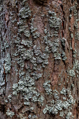 tree bark texture