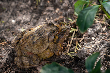Couple of frogs making love in my garden